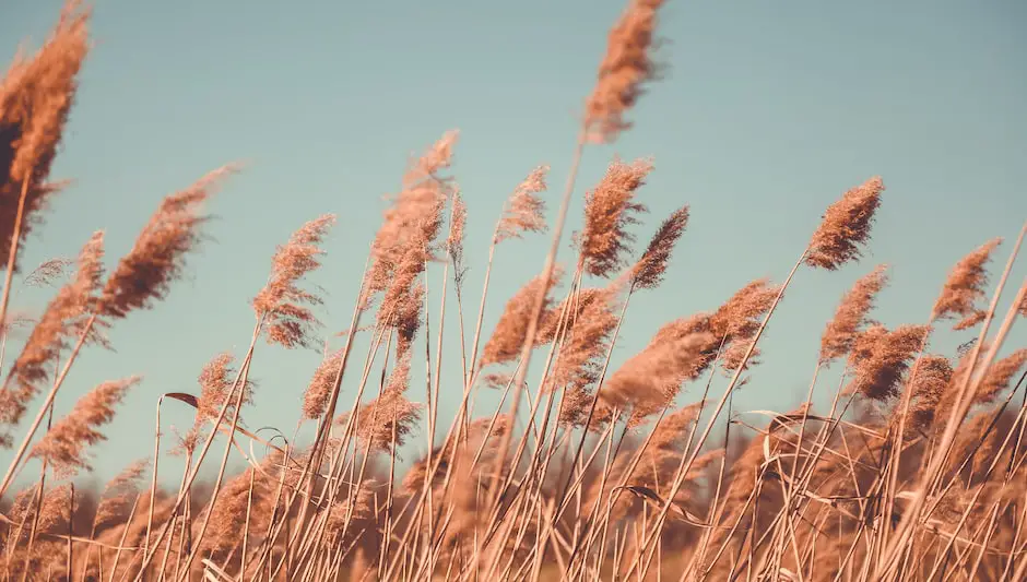 does pampas grass die