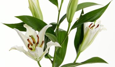 how to grow calla lilies from seeds