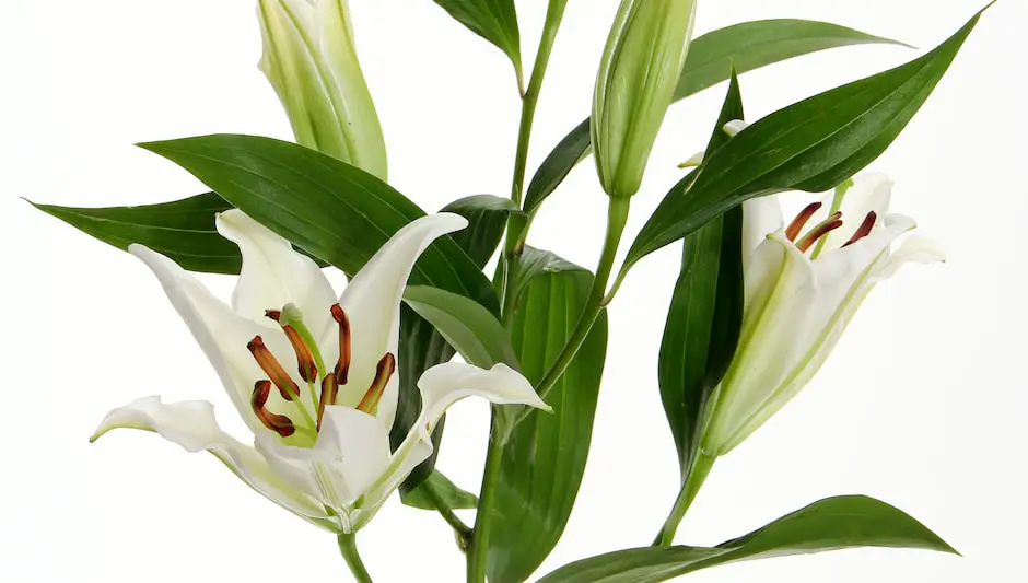 how to grow calla lilies from seeds