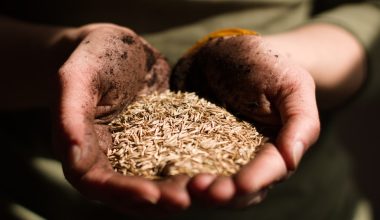 how to start flower seeds indoors