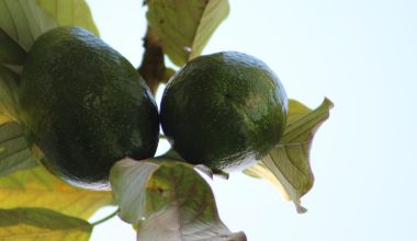 can i grow an avocado tree in new york