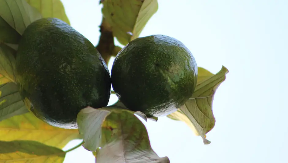 can i grow an avocado tree in new york