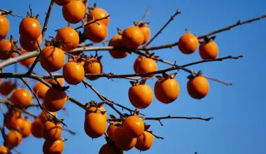 how to plant a persimmon tree