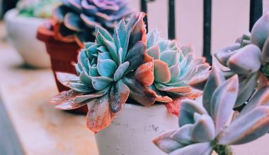 how to make a succulent glass bowl