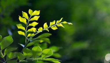 how to grow a gardenia tree in a pot