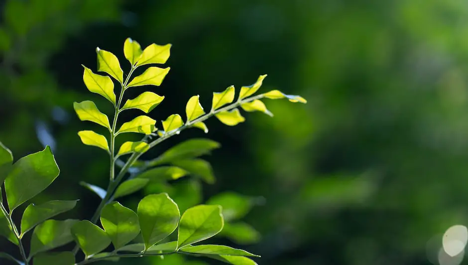 how to grow a gardenia tree in a pot