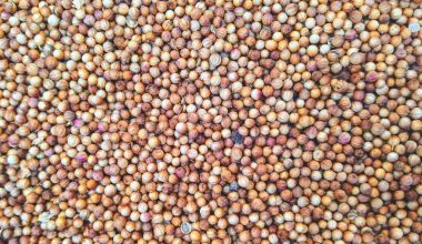 how small is a mustard seed