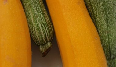 how to store zucchini after harvest