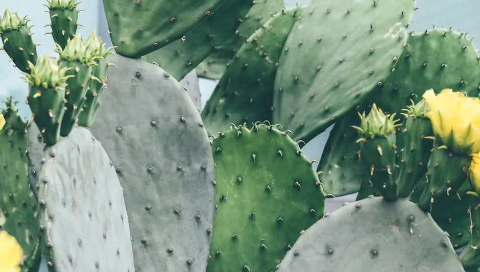 how to prepare prickly pear cactus fruit