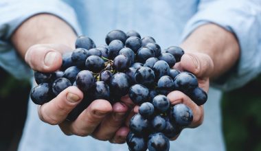 how to trim grape vines in summer