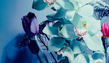 how much are blue dendrobium orchids