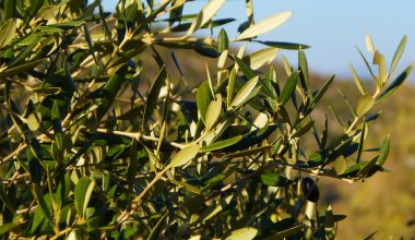 how to grow an olive tree