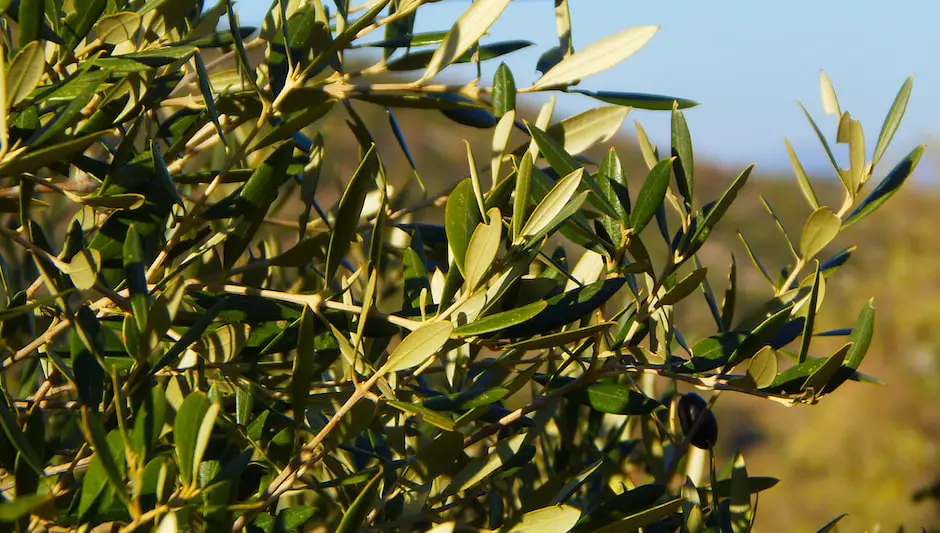 how to grow an olive tree