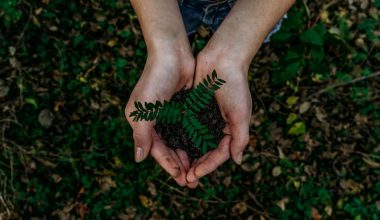 when to plant grass in oregon