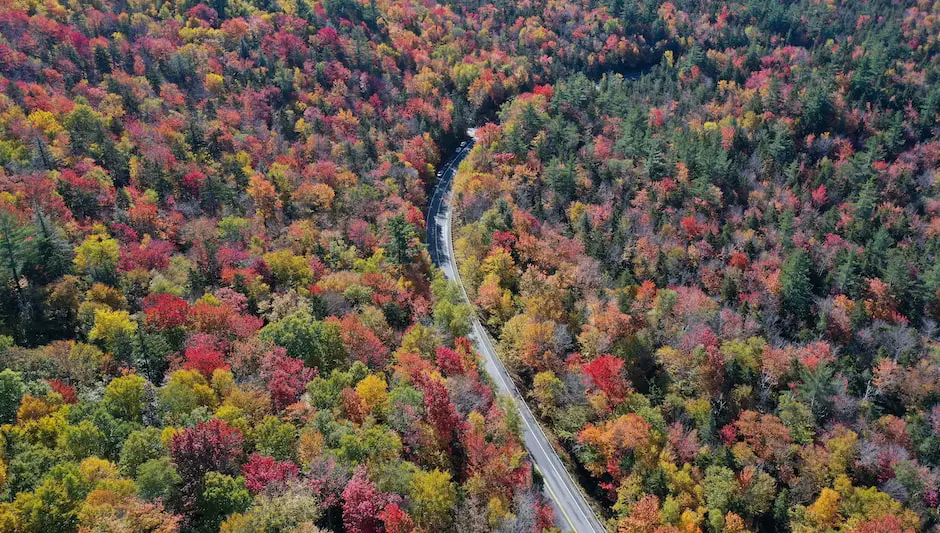 what is the meaning of foliage