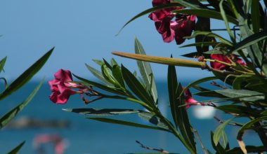 when to prune oleanders in texas