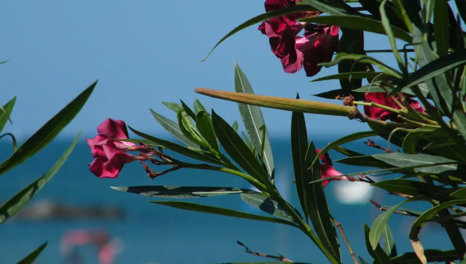 when to prune oleanders in texas