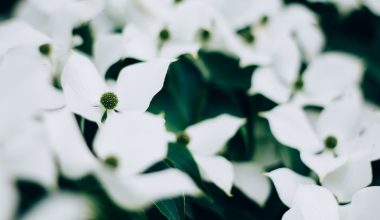 how tall do red dogwood trees grow