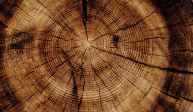 how to grow teak wood trees