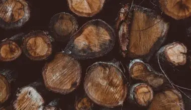 how tall can a cedar tree grow