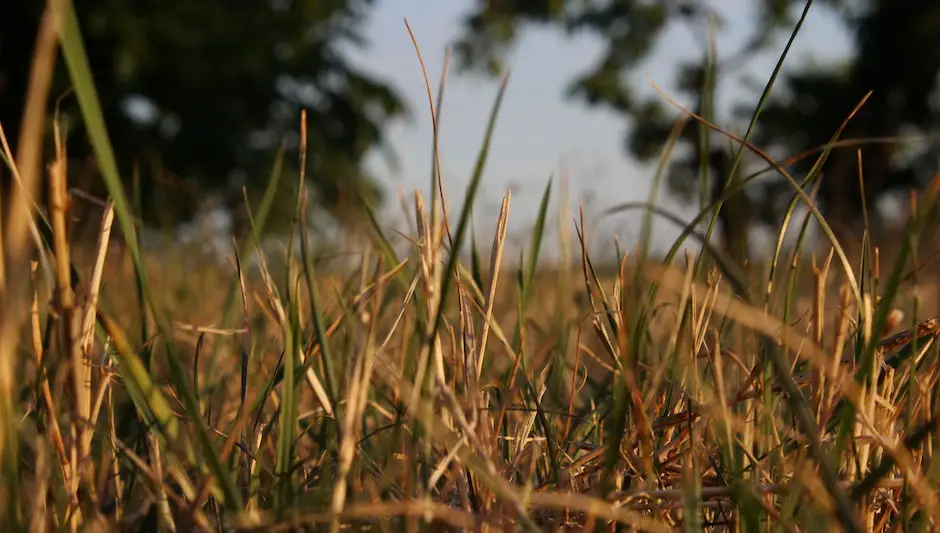 do chickens eat grass seed