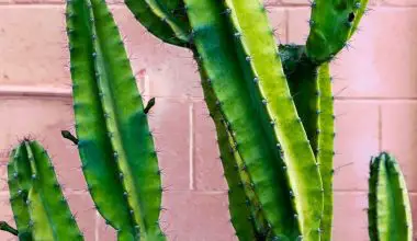 how long do moon cactus live