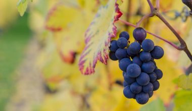 what is a good fertilizer for grape vines
