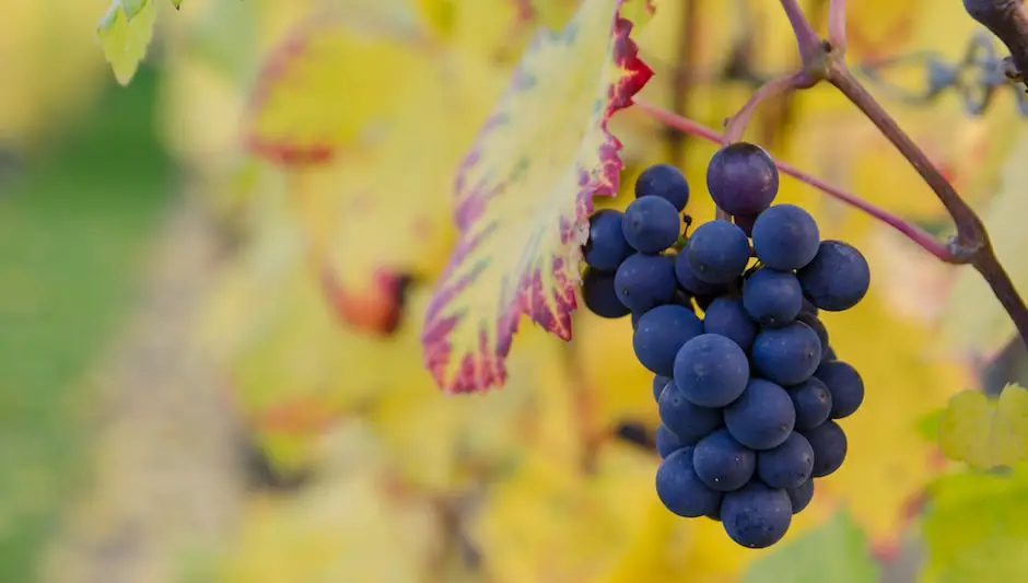 what is a good fertilizer for grape vines