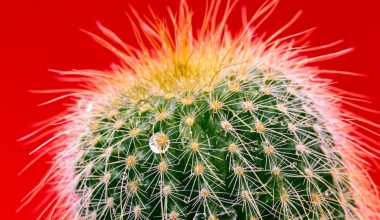 how to make cactus juice drink