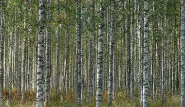 how tall do birch trees grow