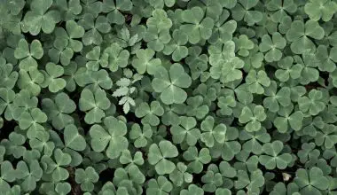 how fast does clover seed grow