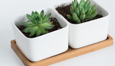 what can succulents grow in