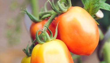 how to plant cherry tomatoes indoors