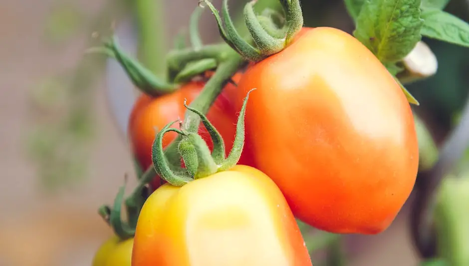 how to plant cherry tomatoes indoors