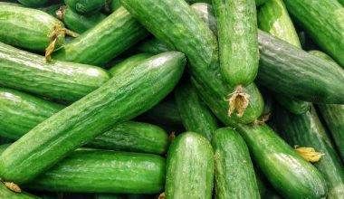 when to harvest lemon cucumbers