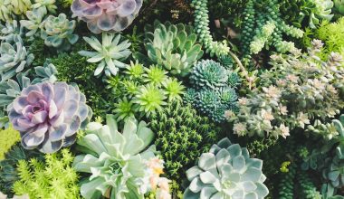 are succulent plants perennials