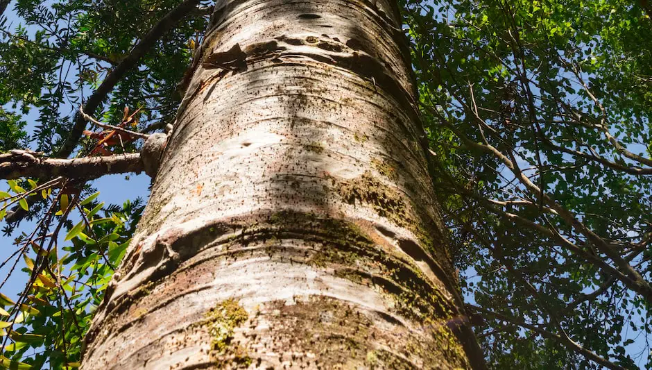 how to treat pine tree turning brown