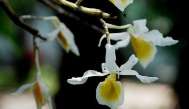 how to make orchid leaves shine