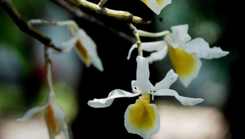 how to make orchid leaves shine
