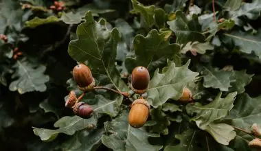 what trees have acorns