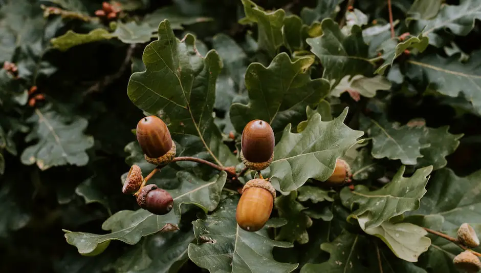 what trees have acorns