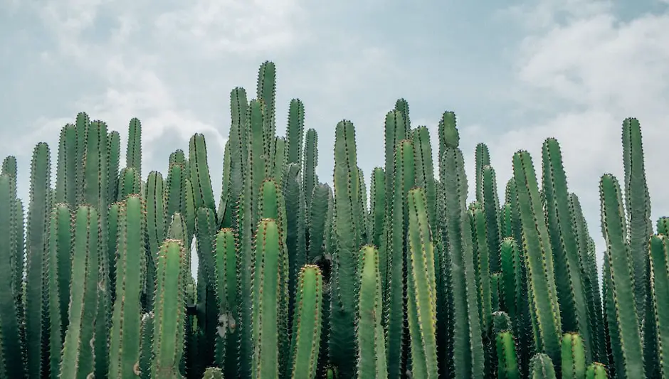 where does the prickly pear cactus live