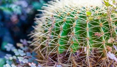 how to get cactus spines out of hand