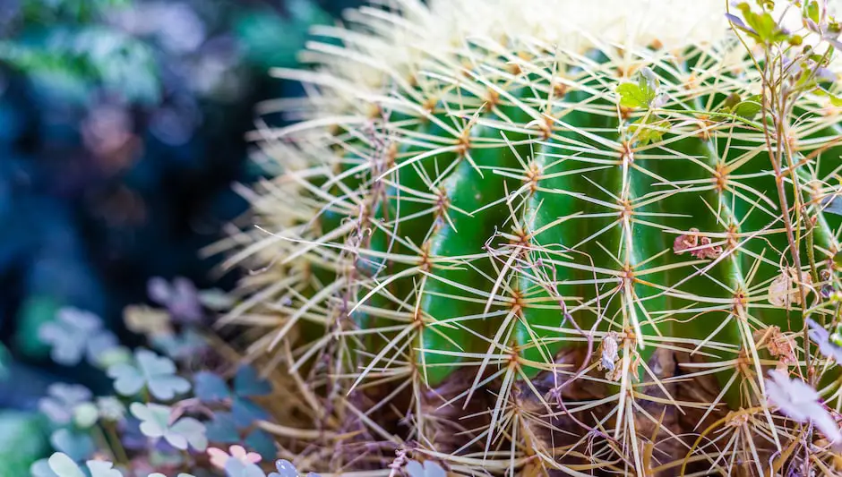 how to get cactus spines out of hand