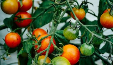 what vegetables can you plant late in the season