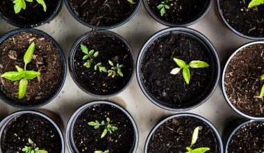 how to prep a vegetable garden for planting