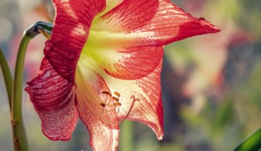 how to repot cymbidium orchids