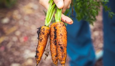 when to harvest pot