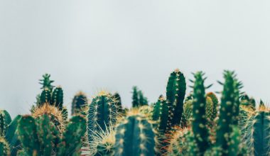 how often should a small cactus be watered