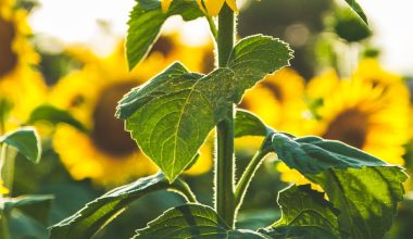 how to plant a sunflower seed step by step